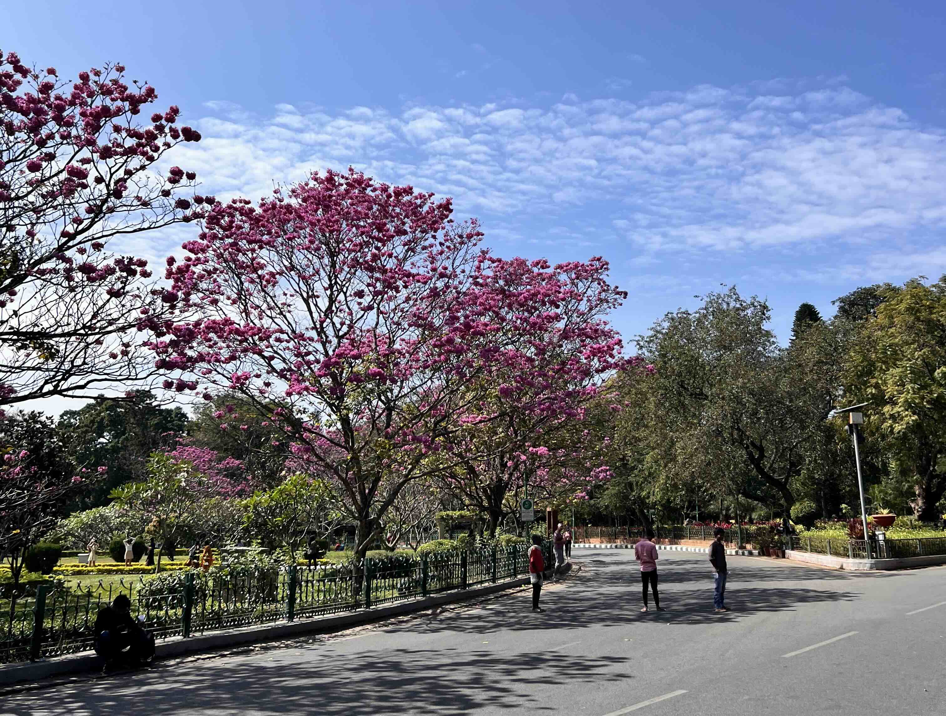 Cubbon Park